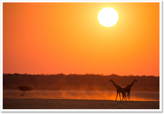 Photograph of African Sunset with Giraffes
